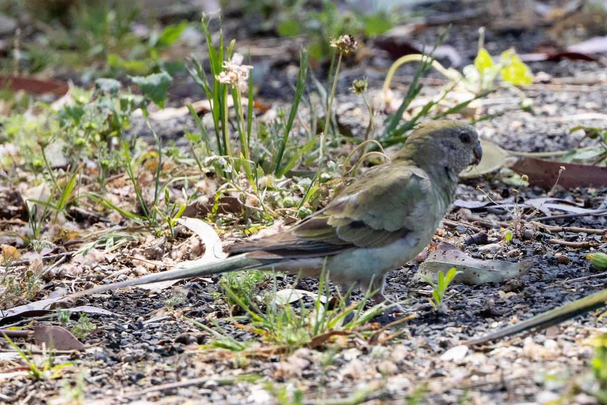 Red-rumped Parrot - ML642953531