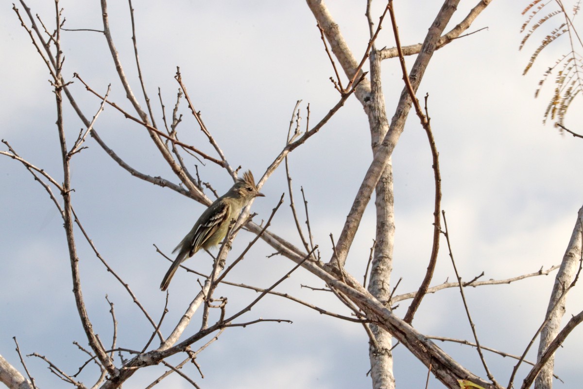 Plain-crested Elaenia - ML642953534