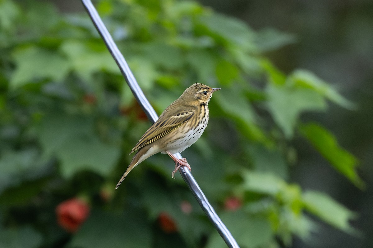 Olive-backed Pipit - ML642953540