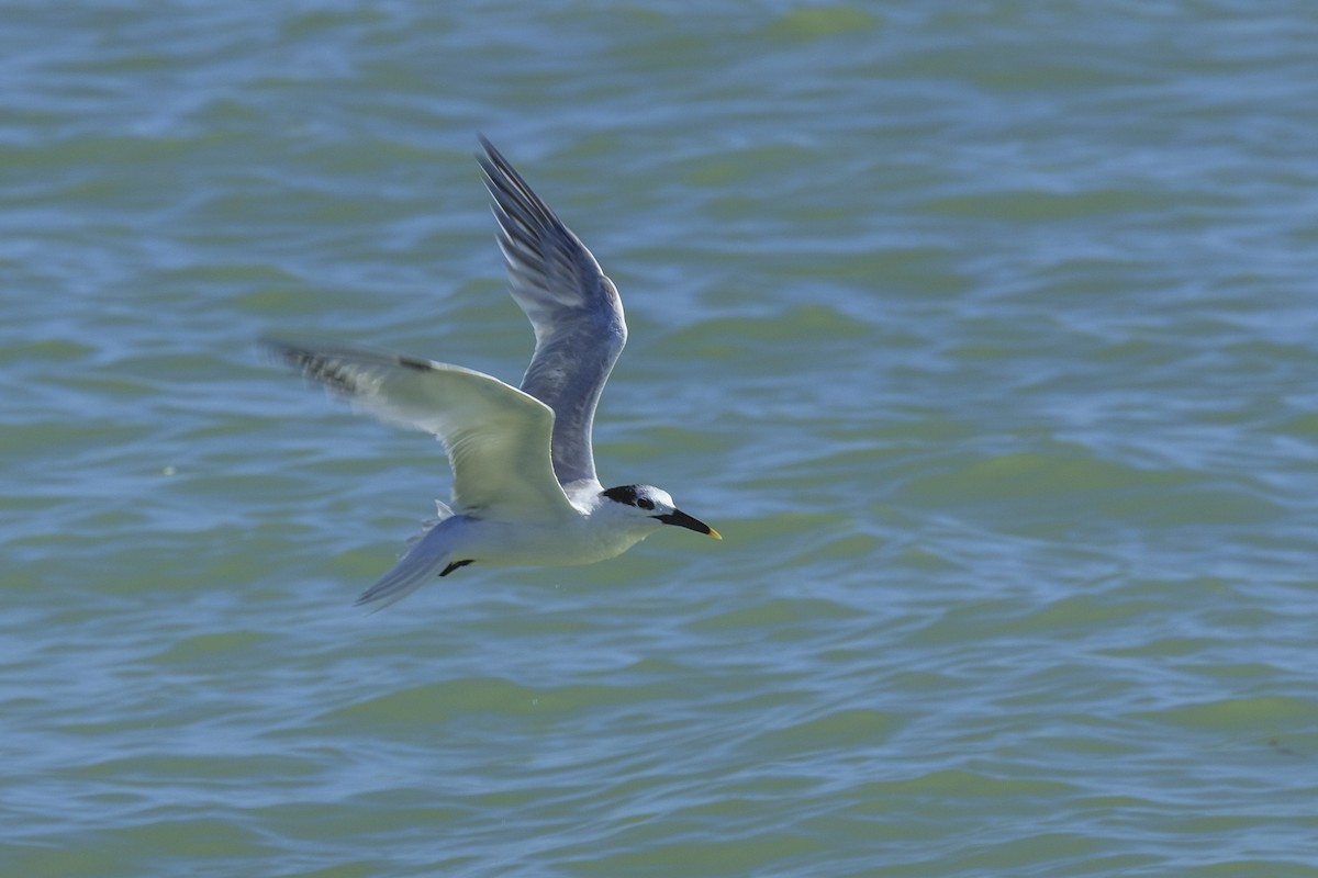 splitterne - ML642953561