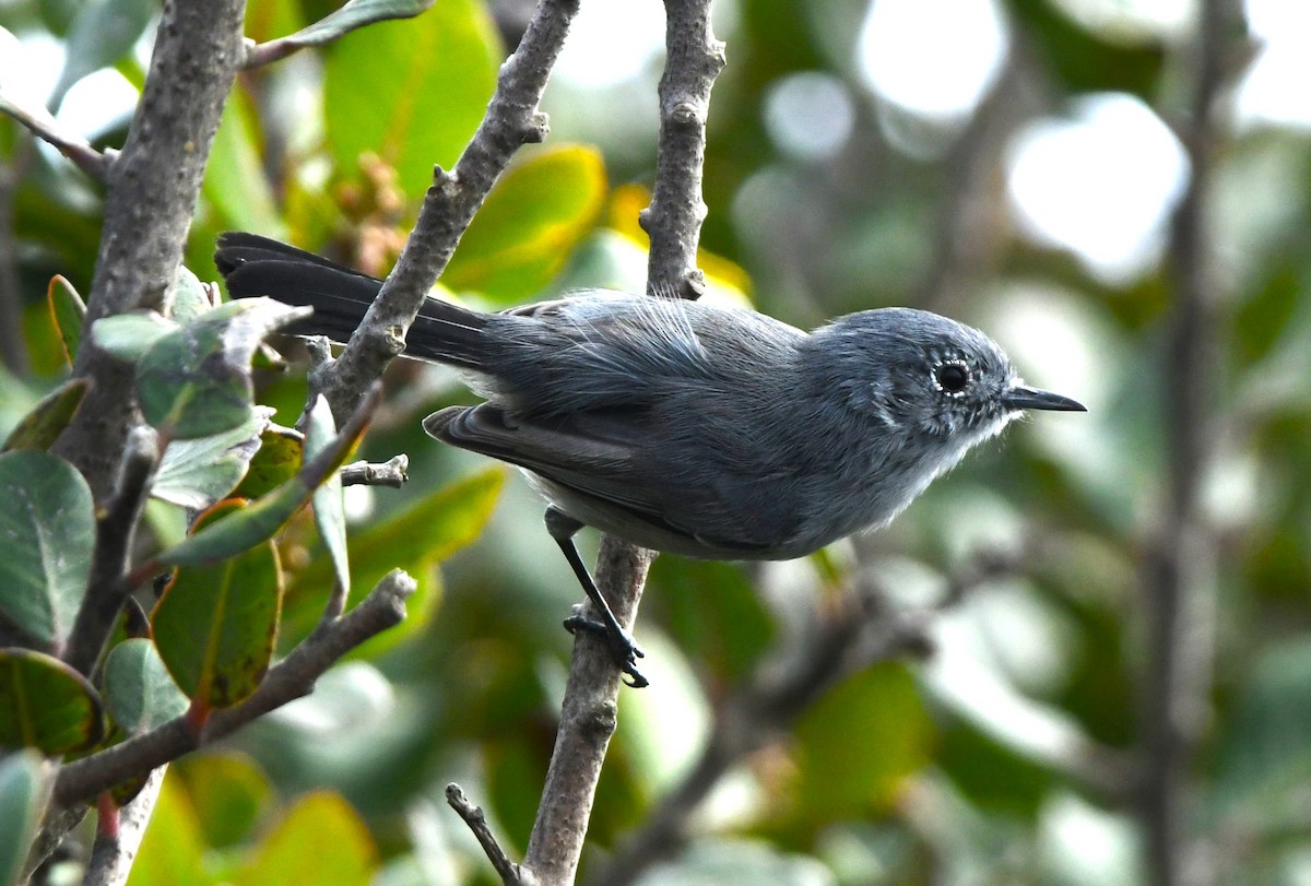 California Gnatcatcher - ML642953566