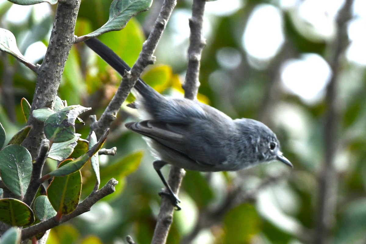 California Gnatcatcher - ML642953575