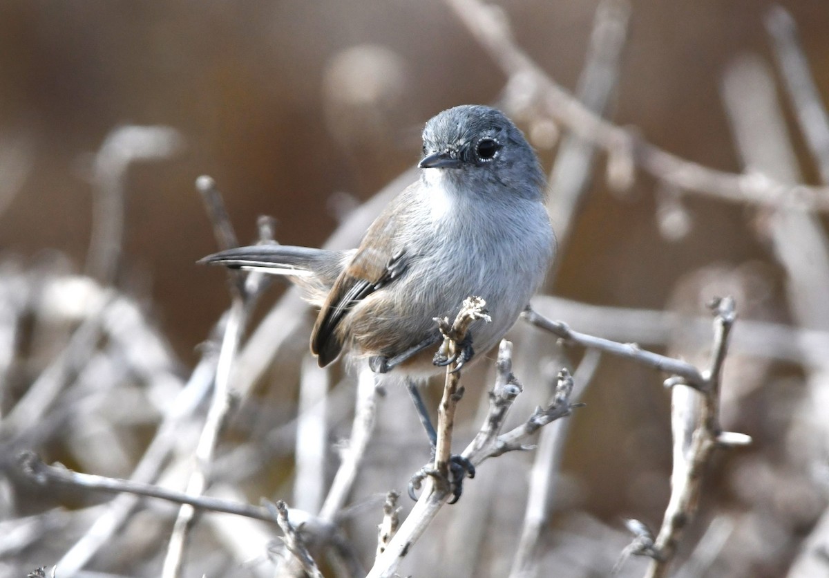 California Gnatcatcher - ML642953576