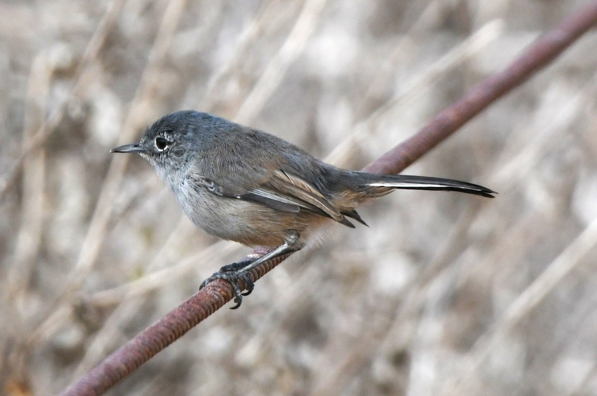 California Gnatcatcher - ML642953581