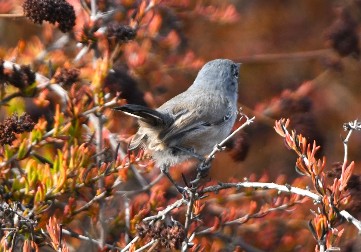 California Gnatcatcher - ML642953583