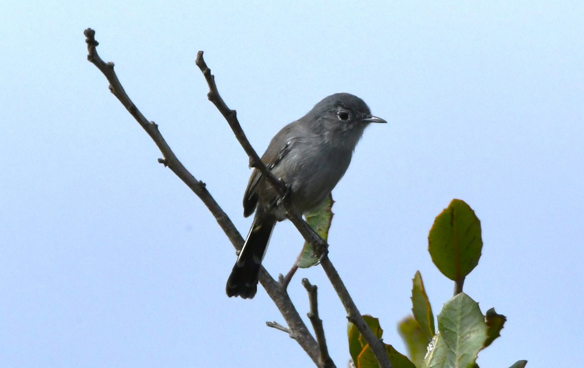 California Gnatcatcher - ML642953584