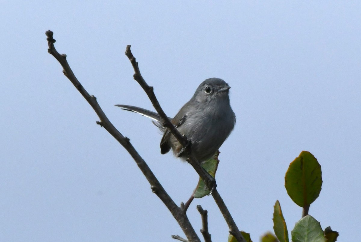 California Gnatcatcher - ML642953585