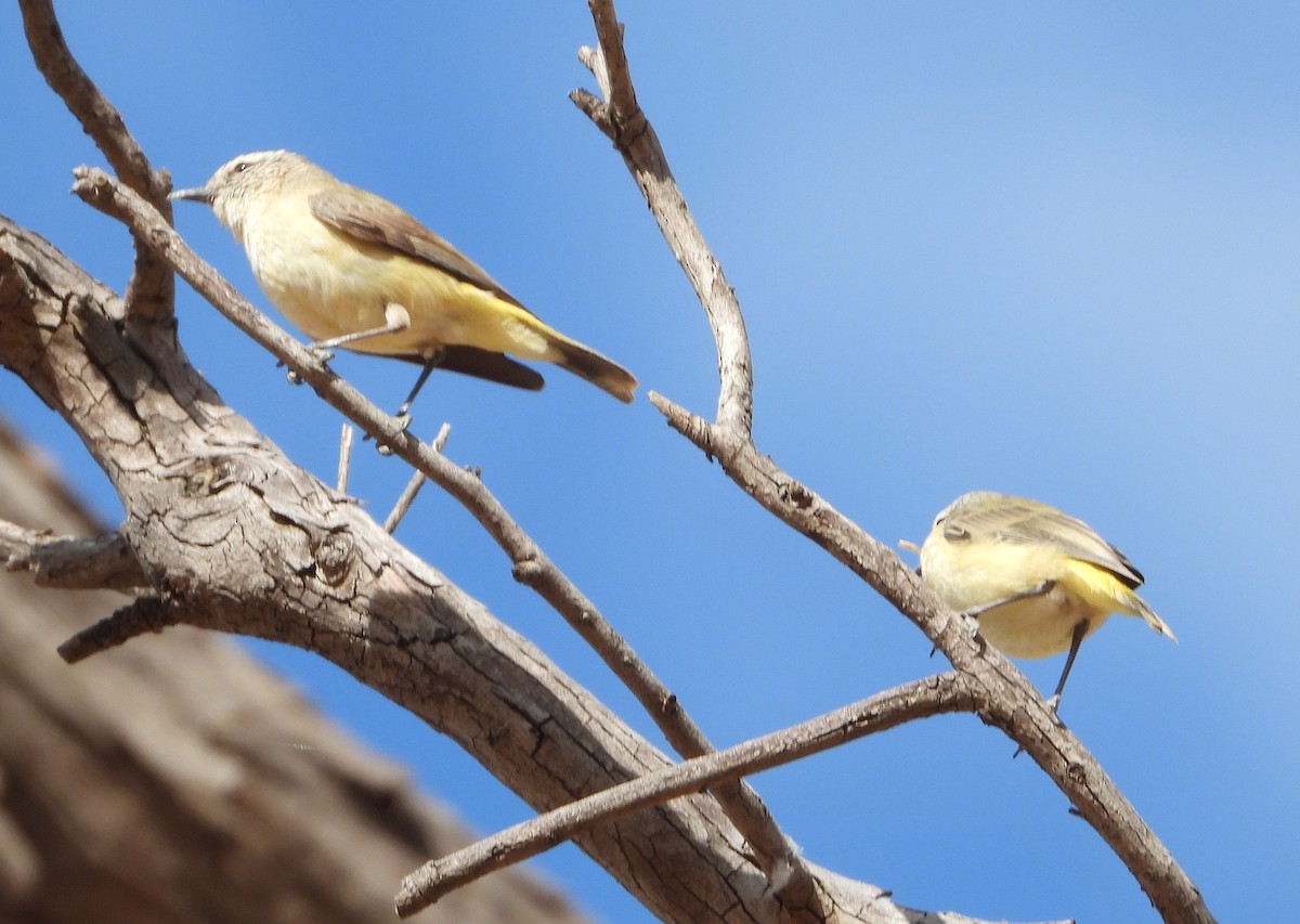 Yellow-rumped Thornbill - ML642953588