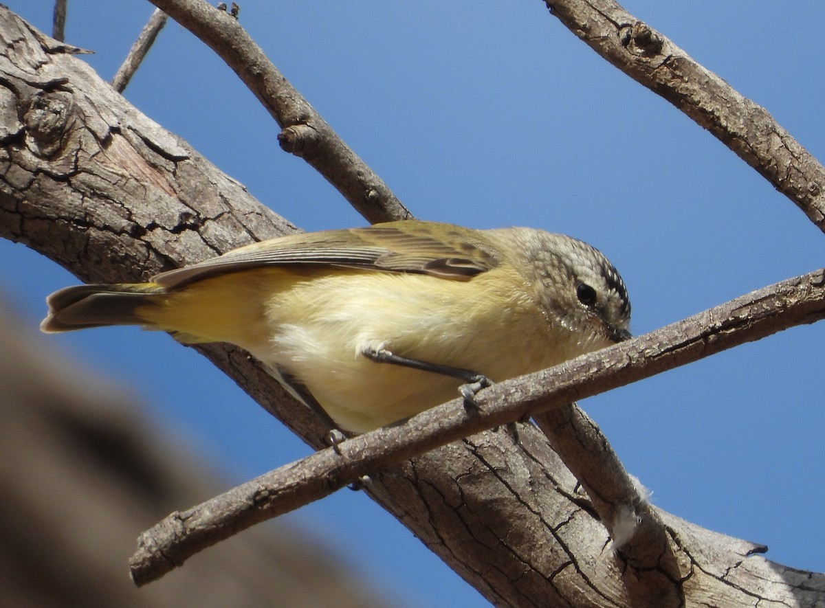 Yellow-rumped Thornbill - ML642953589