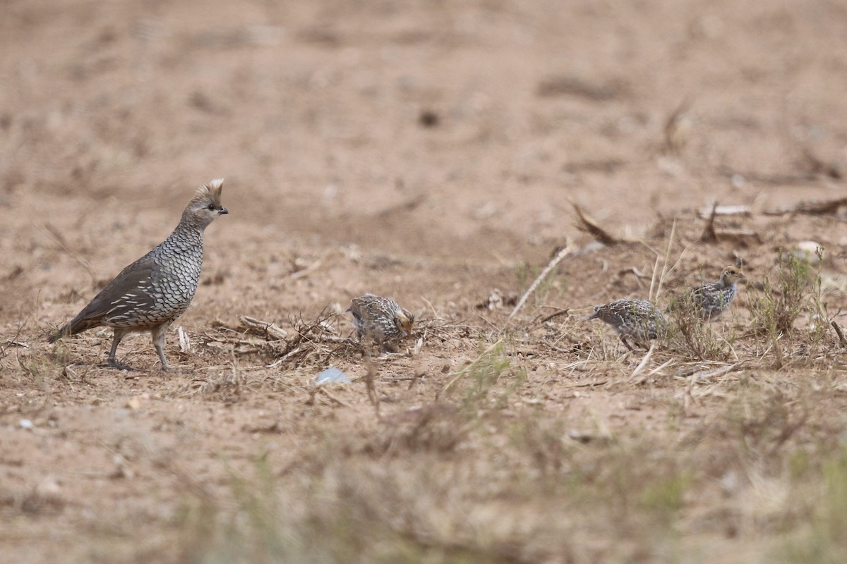 Scaled Quail - Bob Friedrichs