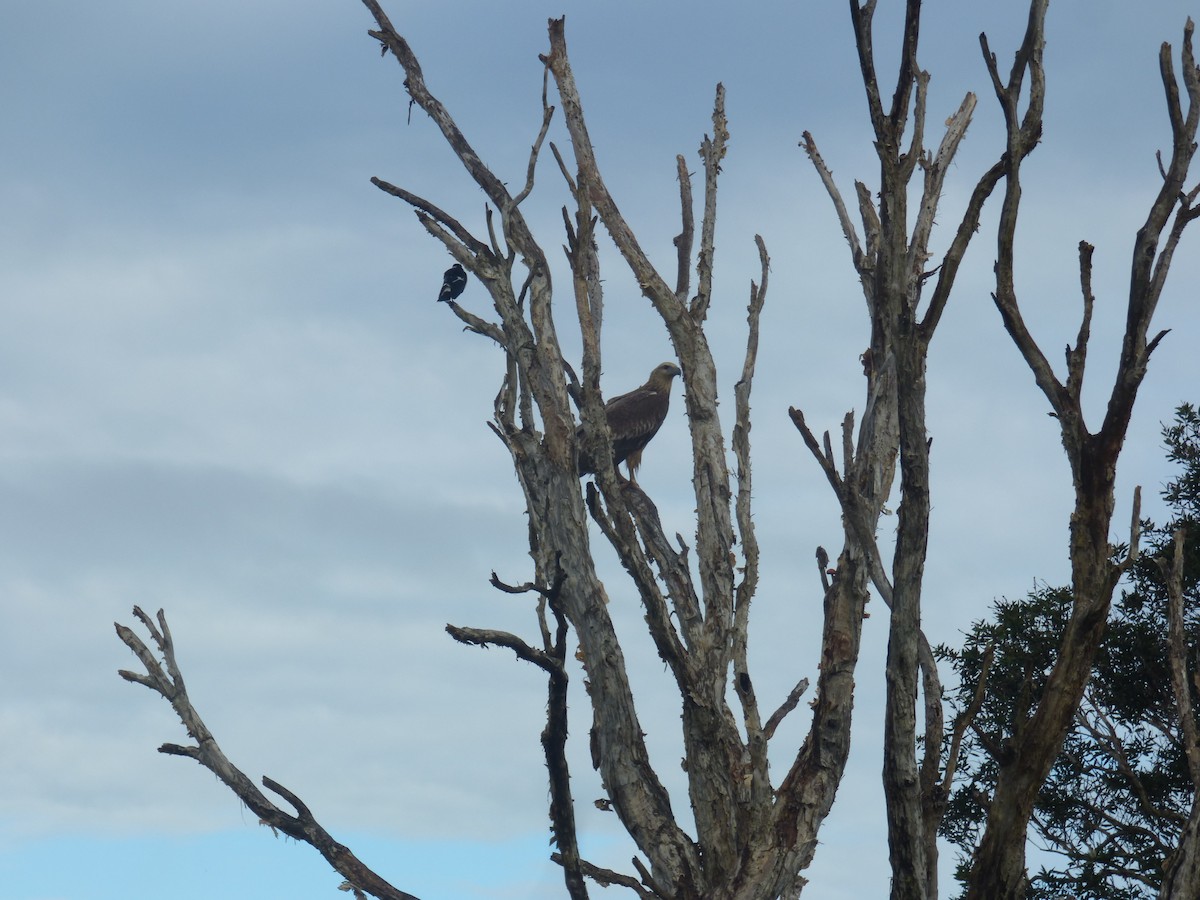 White-bellied Sea-Eagle - ML642953617
