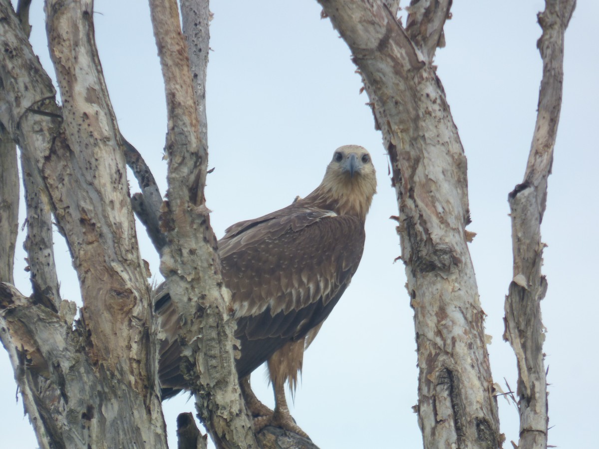 White-bellied Sea-Eagle - ML642953618