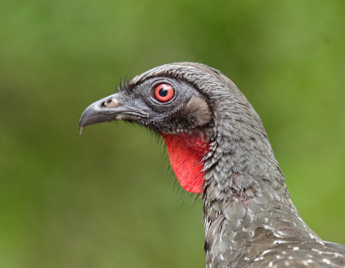 Dusky-legged Guan - ML642953619