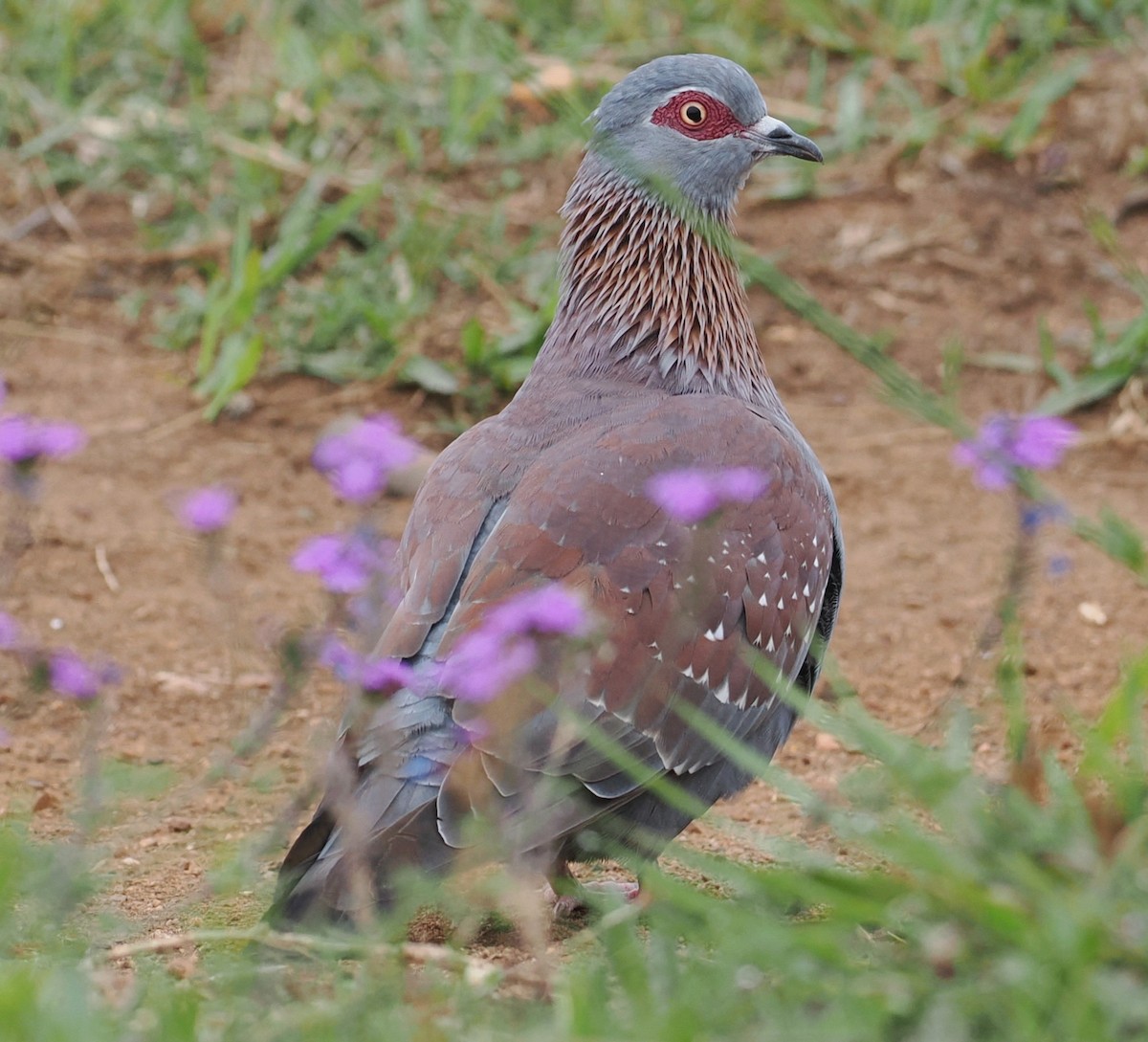 Speckled Pigeon - ML642953620