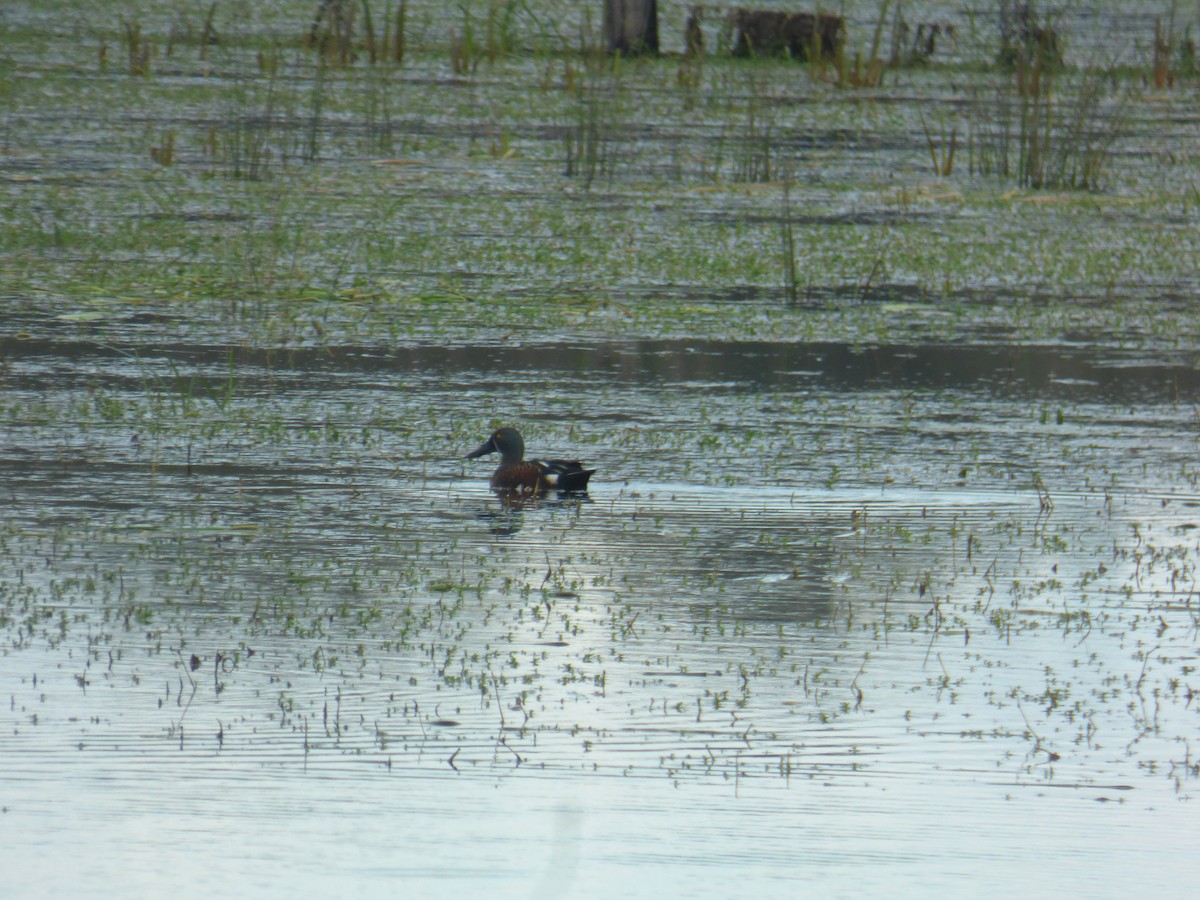 Australasian Shoveler - ML642953623
