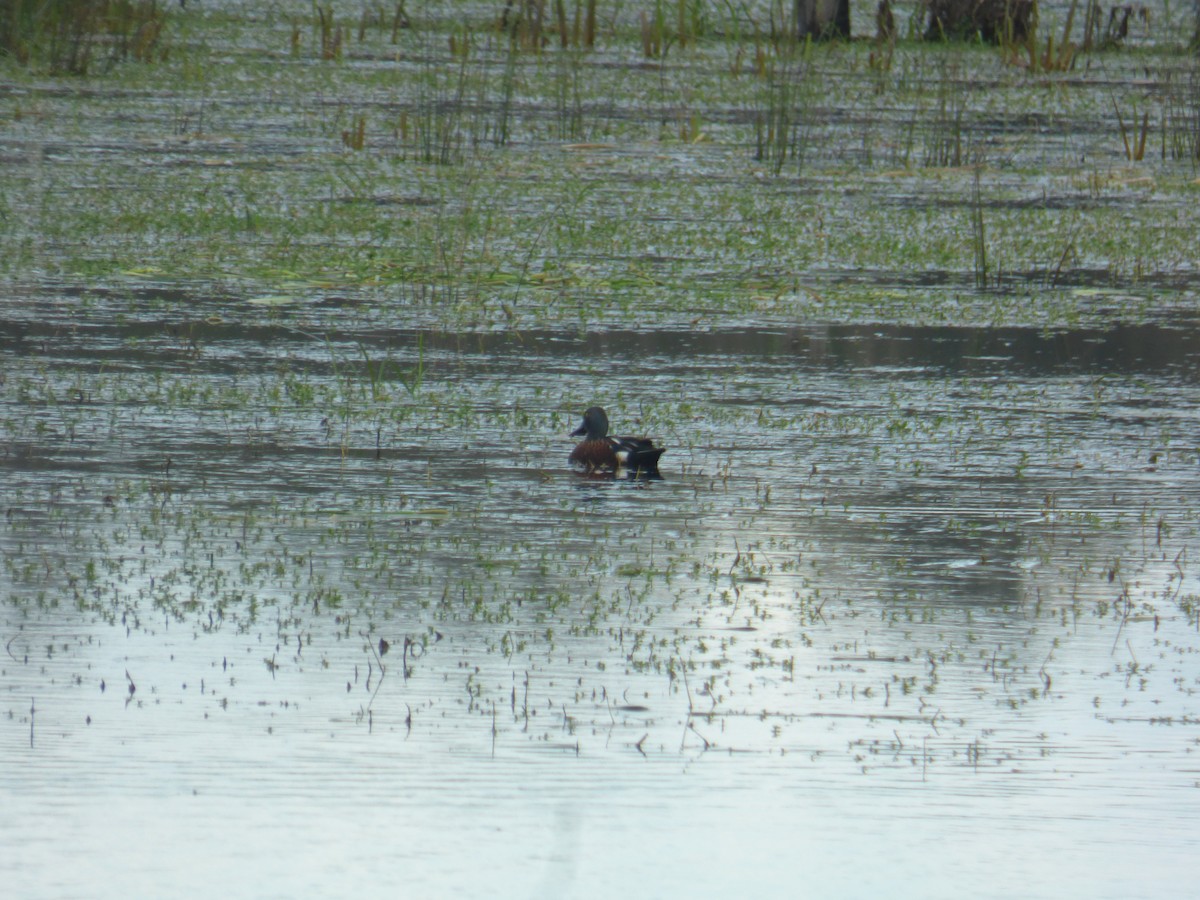 Australasian Shoveler - ML642953624