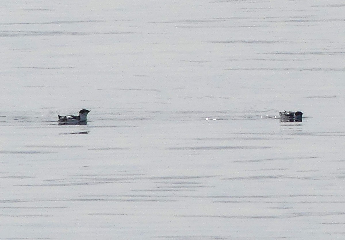 Marbled Murrelet - ML642953625