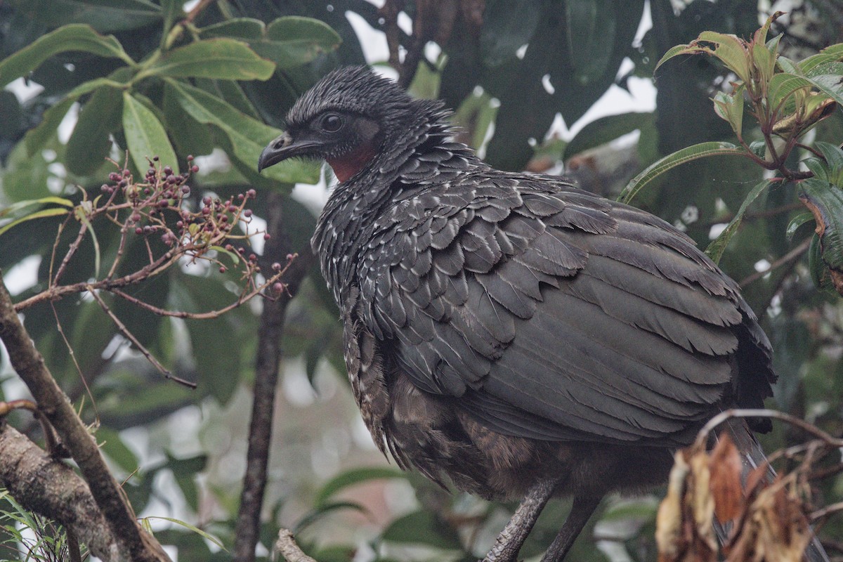 Dusky-legged Guan - ML642953628