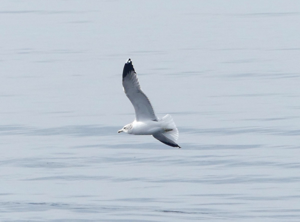 California Gull - ML642953634