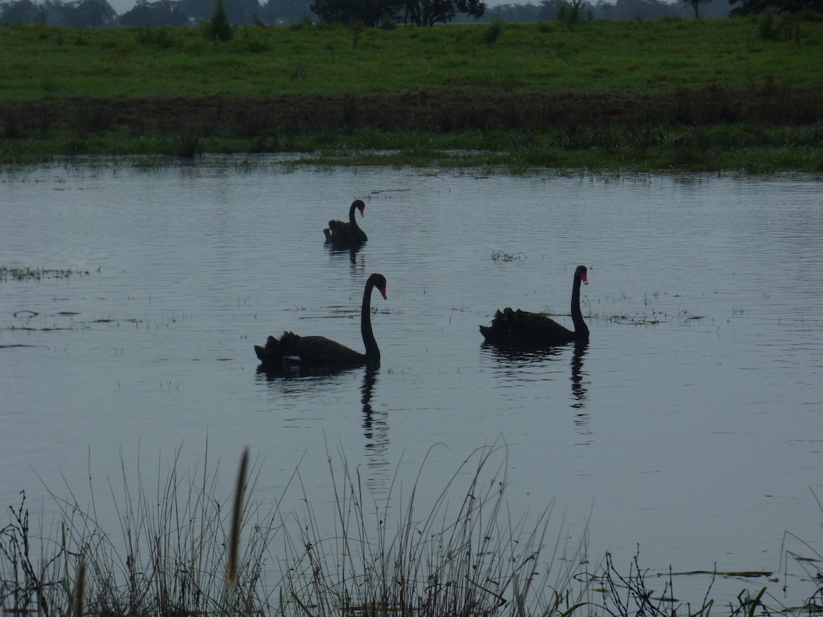 Black Swan - ML642953636