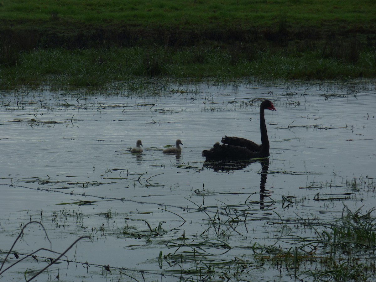 Black Swan - ML642953637