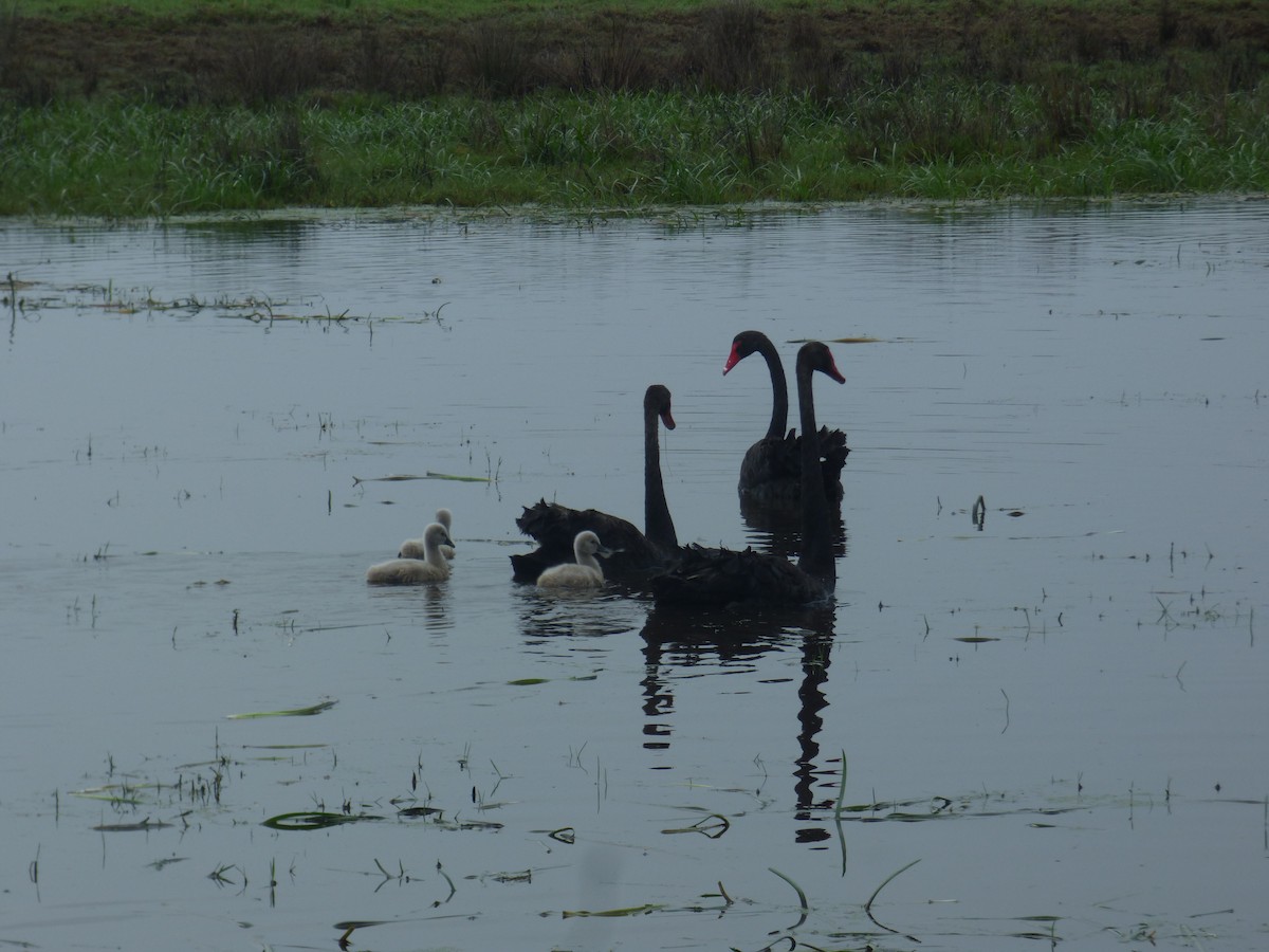 Cygne noir - ML642953639
