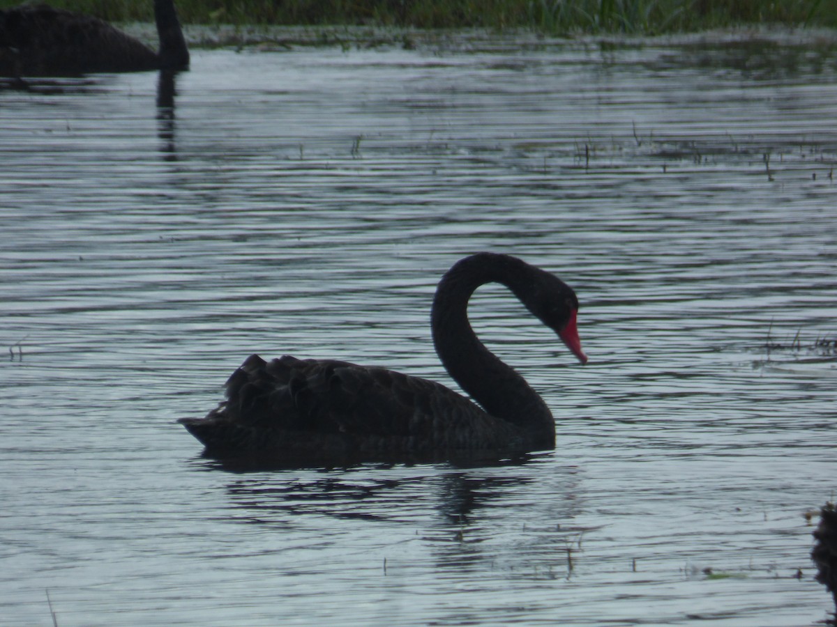 Cygne noir - ML642953642