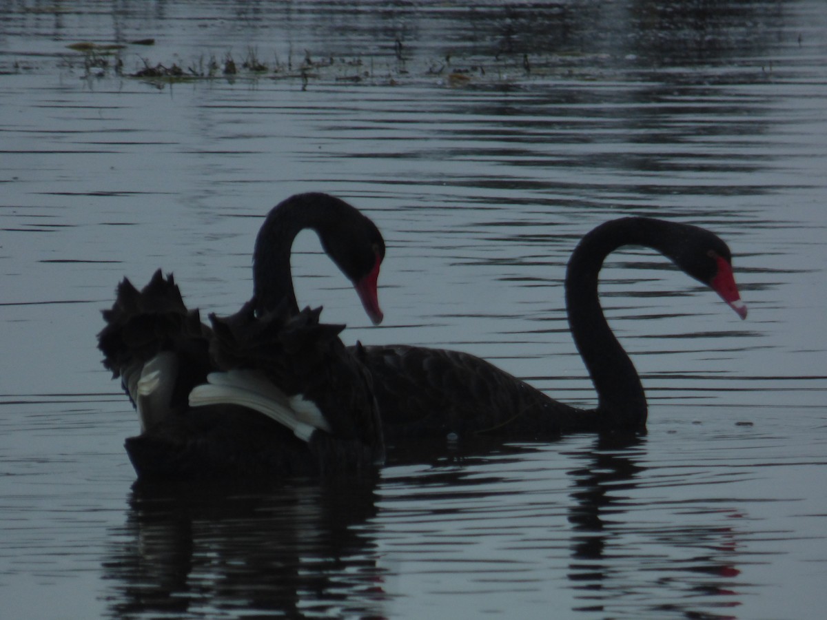 Cygne noir - ML642953644