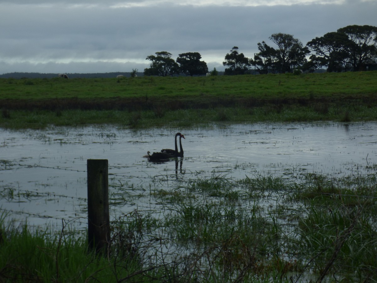 Cygne noir - ML642953645