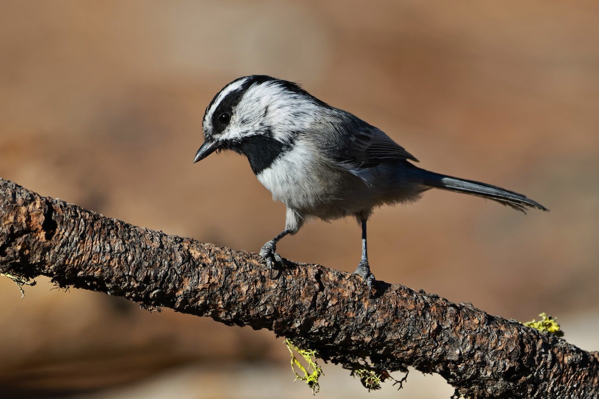 Mountain Chickadee - ML642953648