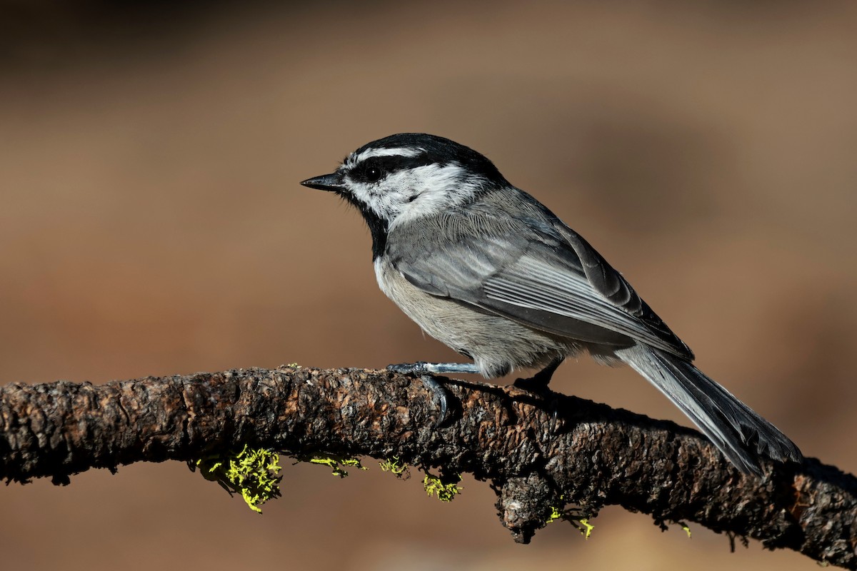 Mountain Chickadee - ML642953649