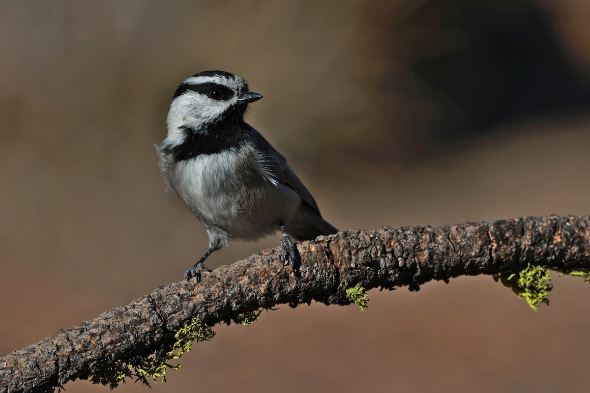Mountain Chickadee - ML642953650