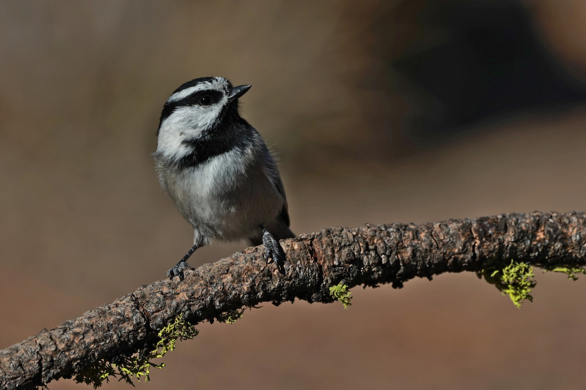 Mountain Chickadee - ML642953651