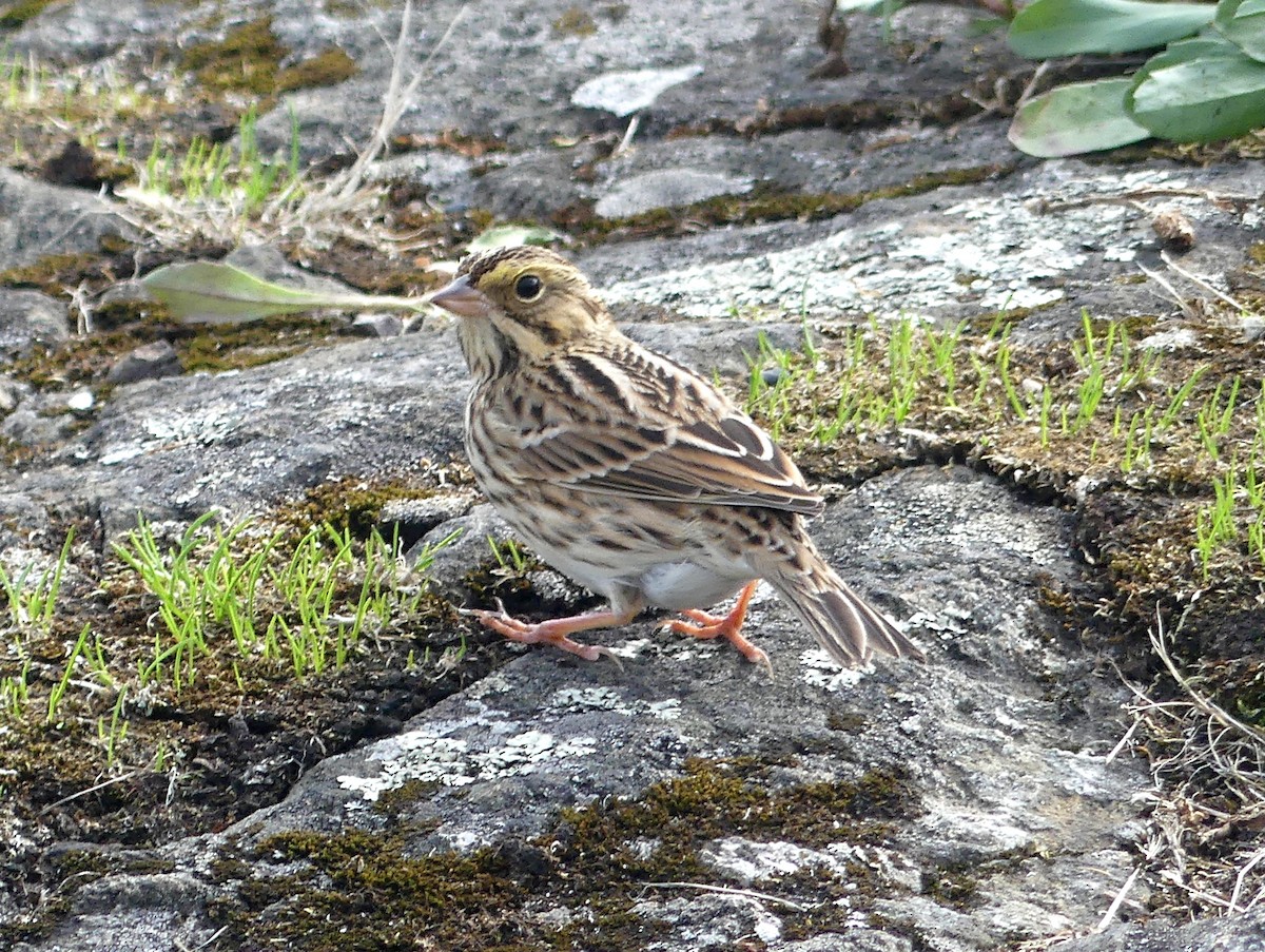 Savannah Sparrow - ML642953653