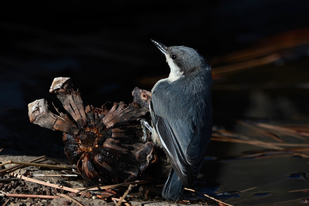 Pygmy Nuthatch - ML642953656