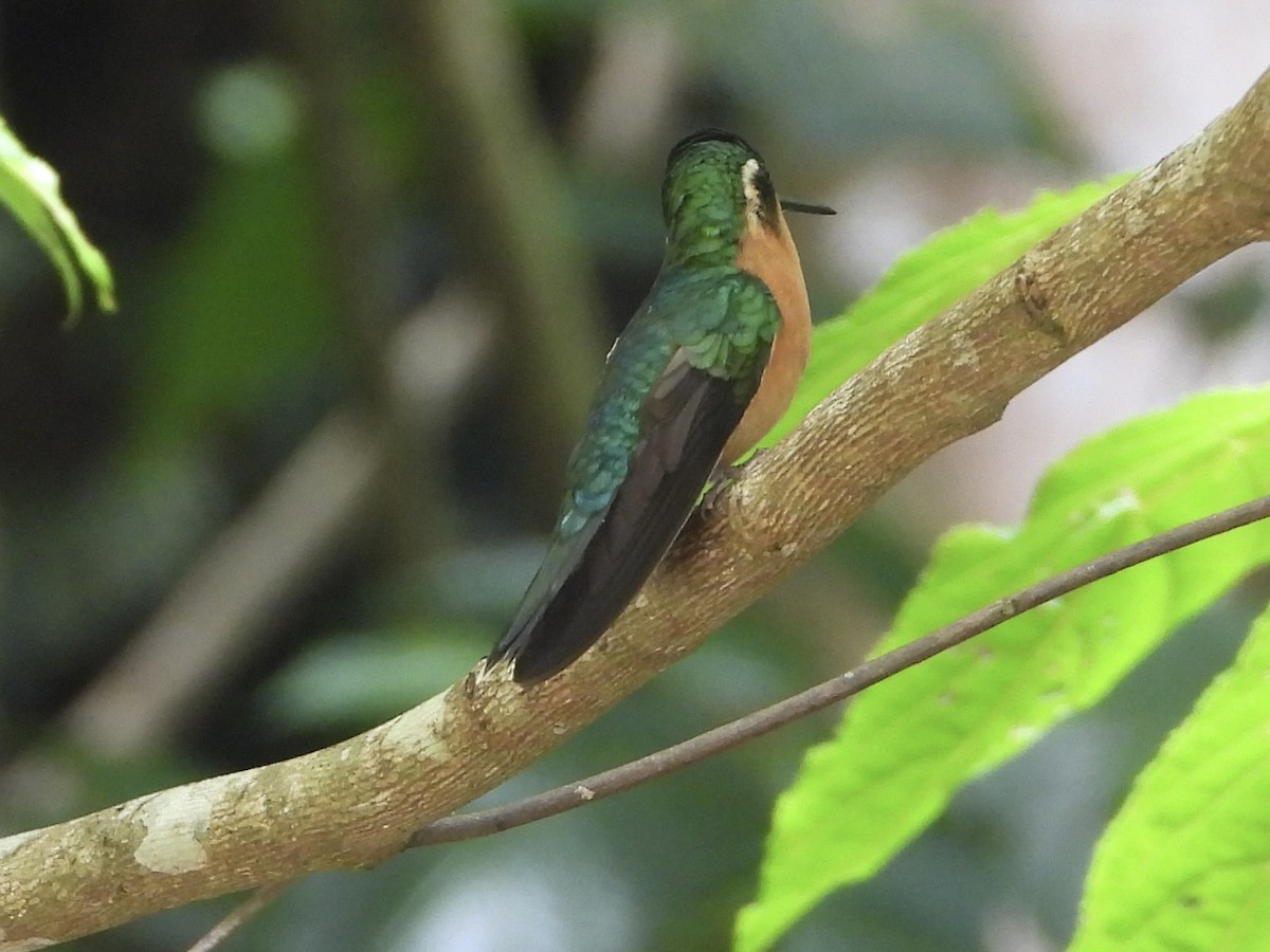 Purple-throated Mountain-gem - ML642953659