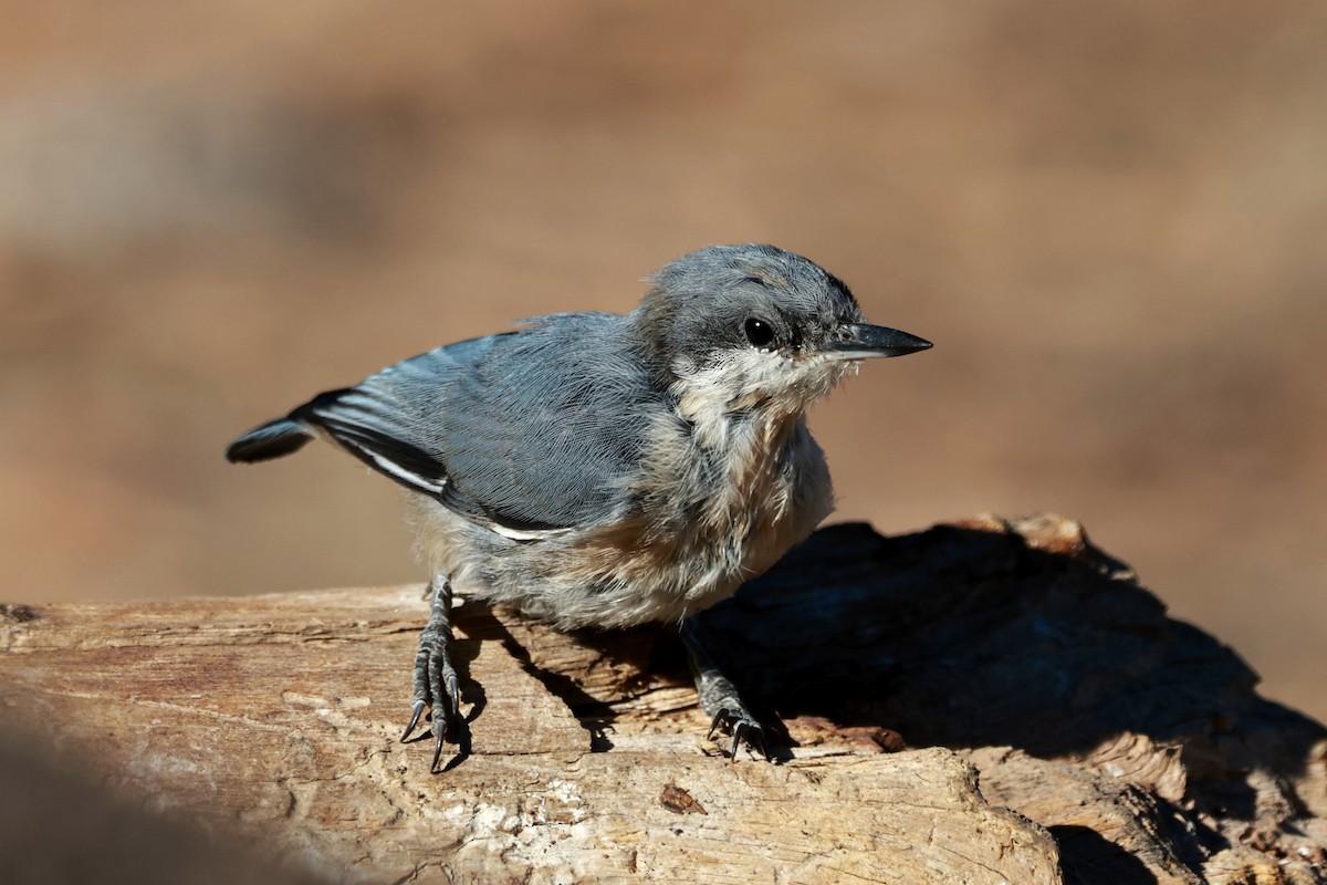 Pygmy Nuthatch - ML642953661