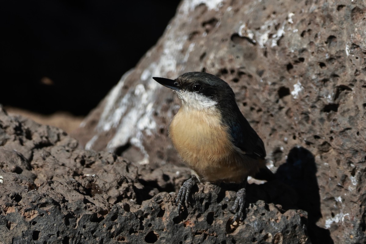 Pygmy Nuthatch - ML642953662