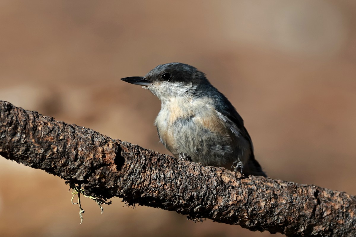 Pygmy Nuthatch - ML642953663