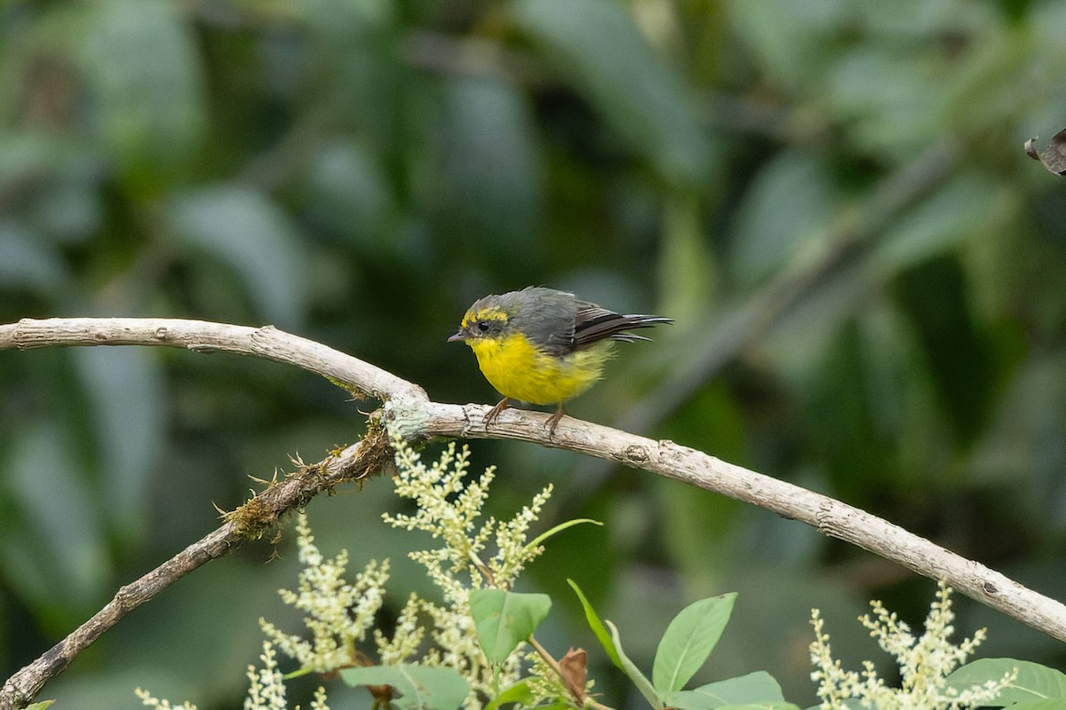 Yellow-bellied Fairy-Fantail - ML642953664