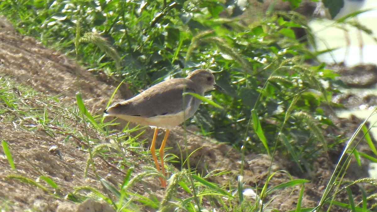 White-tailed Lapwing - ML642953723