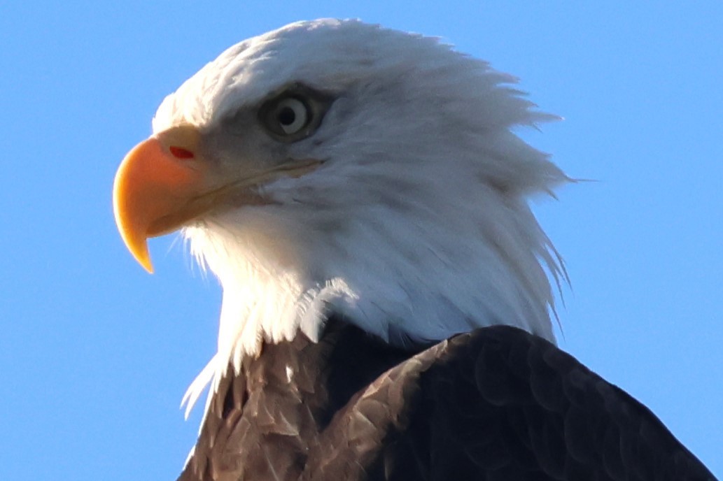 Bald Eagle - ML642953724