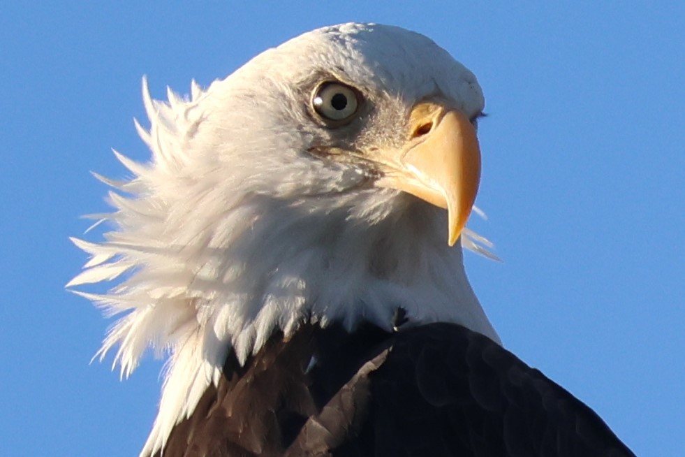 Bald Eagle - ML642953726