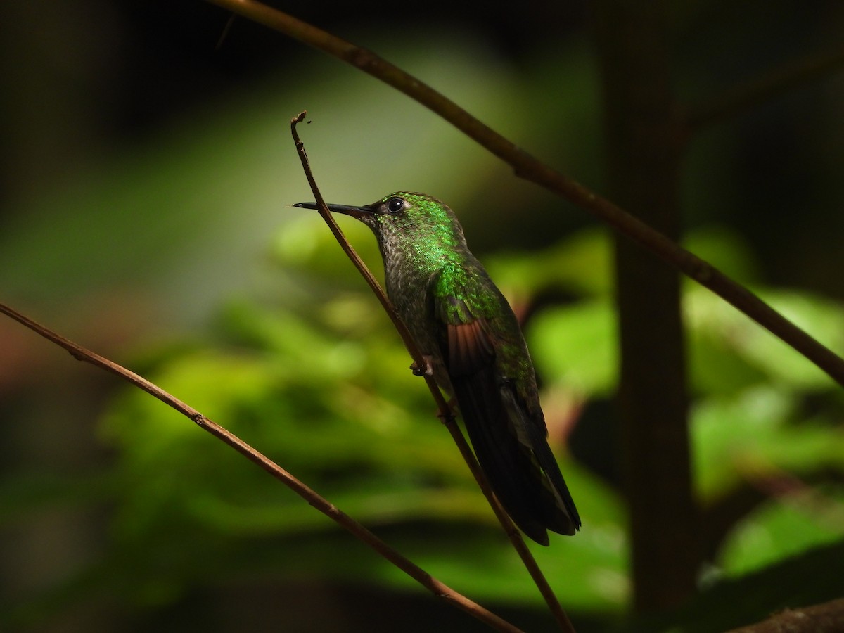 Colibri à épaulettes - ML642953743
