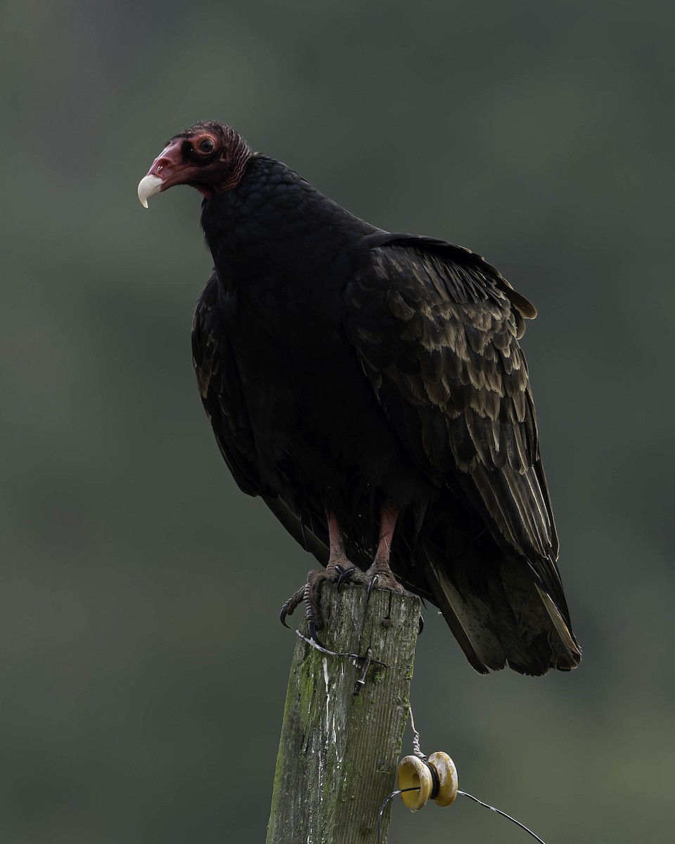 Urubu à tête rouge - ML642953745