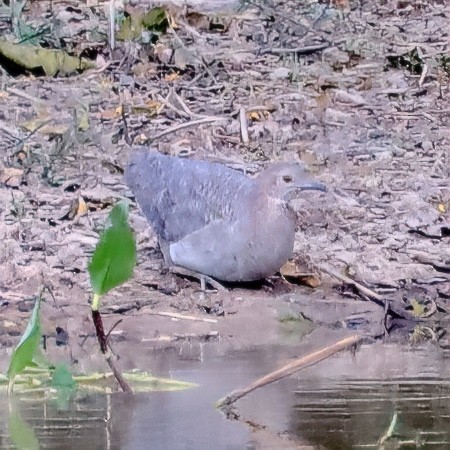 Tinamou vermiculé - ML642953747