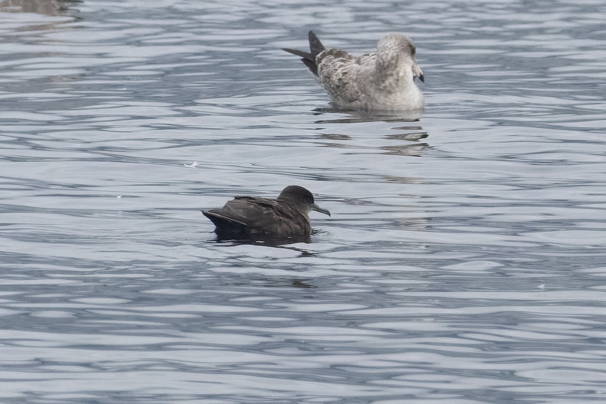 Puffin fuligineux - ML642953749