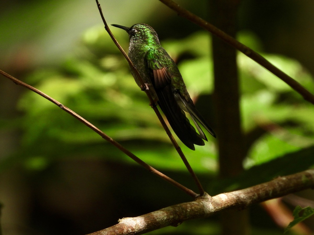 Colibri à épaulettes - ML642953750