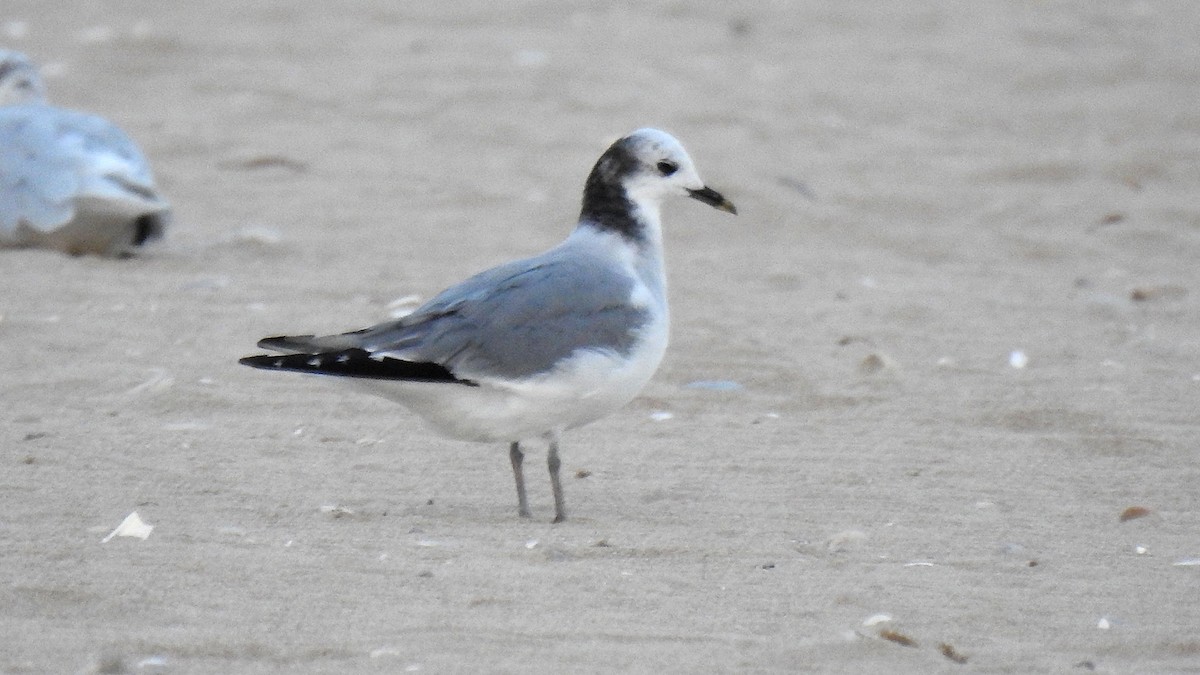 Mouette de Sabine - ML642953751