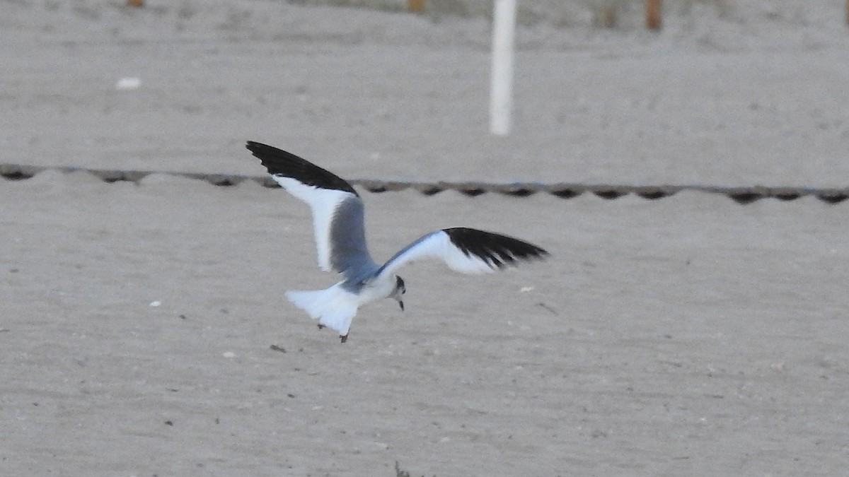 Mouette de Sabine - ML642953752